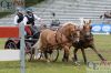 20140531 Pferd international (512).JPG