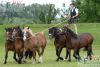 Dateiname=20140601 Pferd International Muenchen (1192).JPG
Dateigröße=418KB
Abmessungen: 800x540
hinzugefügt am: 02. Juni 2014 20140601 Pferd International Muenchen (1192).JPG