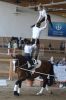 20160505_Pferd_International_Muenchen_Olympia_Reitanlage_-_137_.JPG