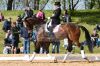 20160505_Pferd_International_Muenchen_Olympia_Reitanlage_-_283_.JPG