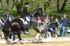 20160505_Pferd_International_Muenchen_Olympia_Reitanlage_-_349_.JPG